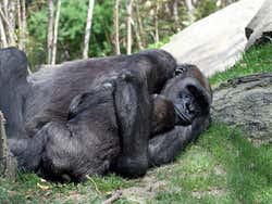 Bronx Zoo, gorilas abrazados